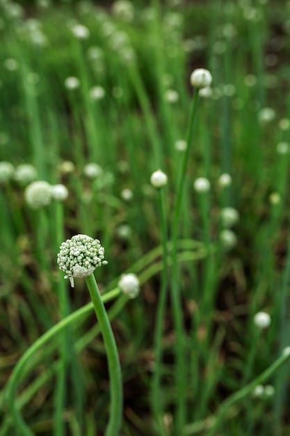 Las pipas de cebolla son negocios rurales de agricultura de huerta verde