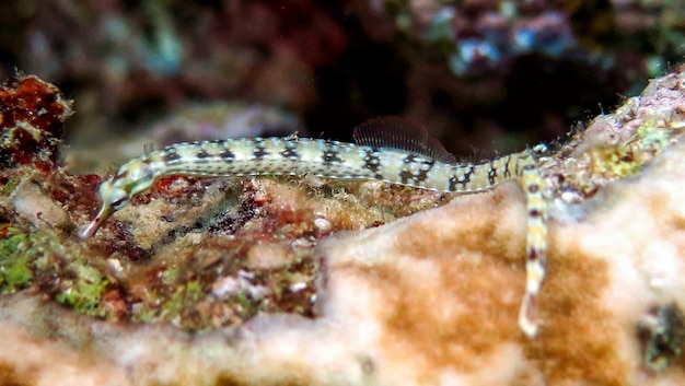 Pipefish em coral no Mar Vermelho, Eilat, Israel