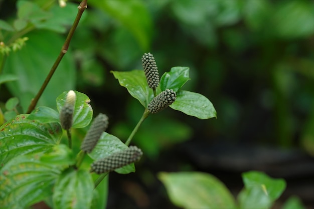 Piper Capense African Long Pepper Äthiopischer Long Pepper oder Timiz im Garten