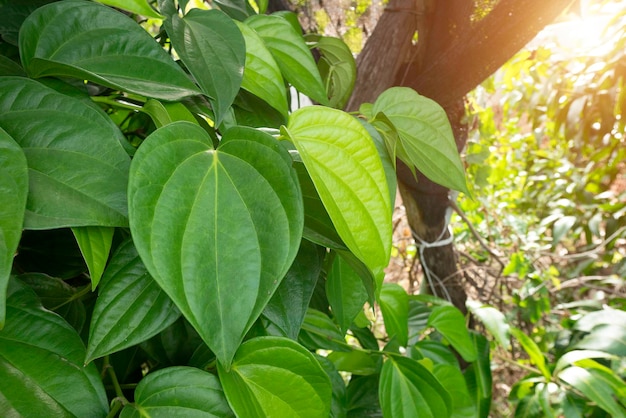 Piper plu se planta en una huerta de hojas de betel cerca de la hoja de betel de Greene