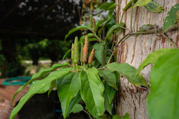 Piper sarmentosum Roxb Tailândia erva e vegetais