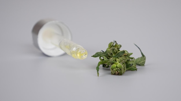 Pipeta con extracto de cbd medicinal y brote de cannabis verde