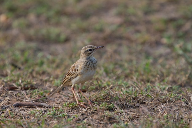 Pipi de Paddyfield ou pássaro de pipeta Oriental