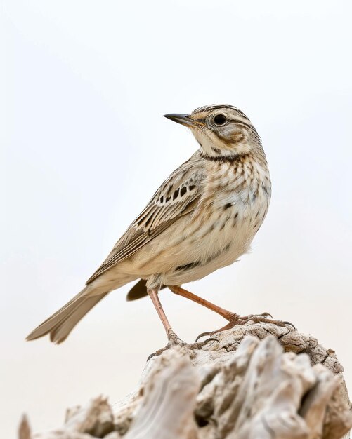 Foto el pipit africano de pie en una pequeña raíz aislado en fondo blanco