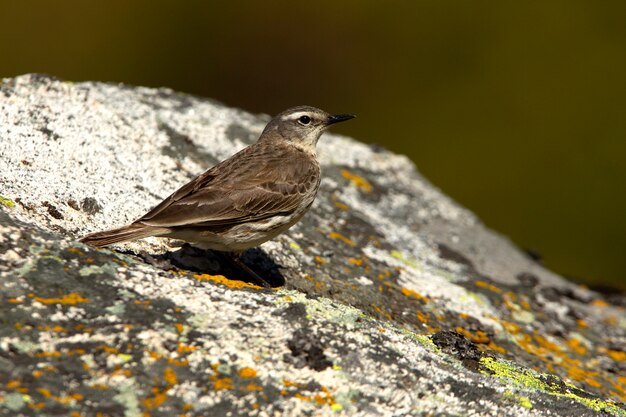 Pipit de agua fotografiado con las primeras luces de la mañana