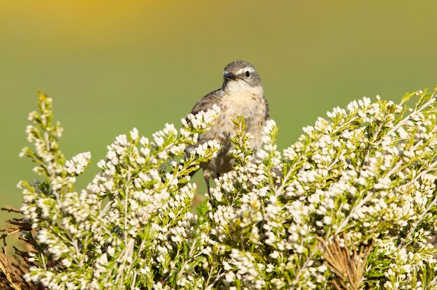 Pipit de água fotografado com as primeiras luzes da manhã