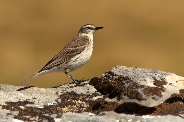 Pipit de água fotografado com as primeiras luzes da manhã