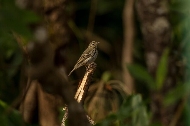 Foto pipit empoleirado em um galho