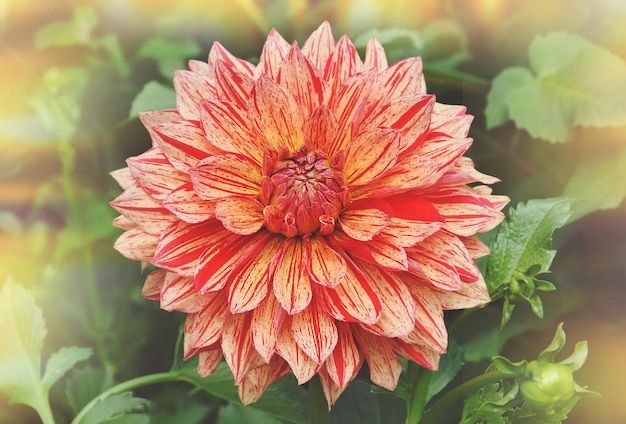 Pippi dahlia flor amarilla naranja con pétalos de rayas rojas Hermosa naturaleza de verano