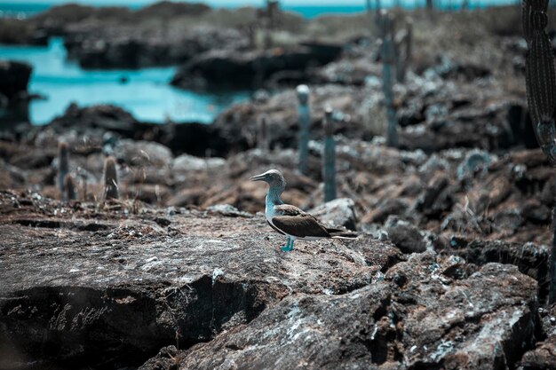 Piquero Pata Azul Galápagos