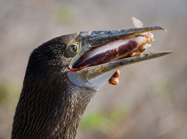 Piquero de patas azules está comiendo calamares