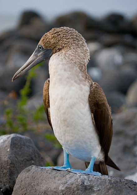 Piquero de patas azules está sentado en las rocas