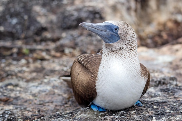 Foto el piquero de patas azules, sula nebouxii, un ave marina nativa de las regiones tropicales y subtropicales.