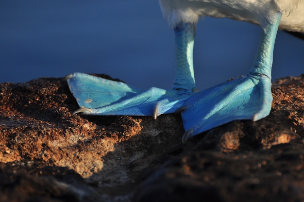 Foto piquero de patas azules