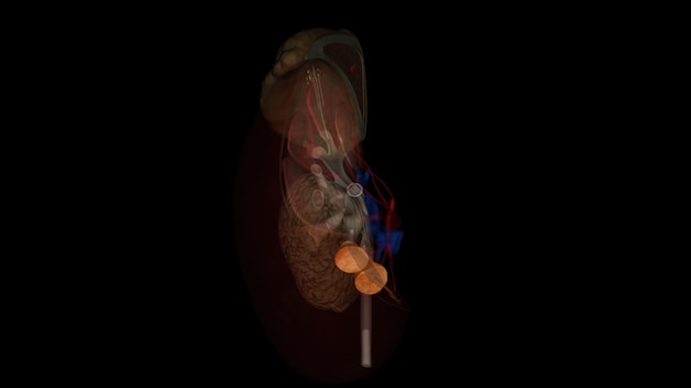 Foto pirâmide renal qualquer uma das seções triangulares de tecido que constituem a medula ou a substância interna do rim