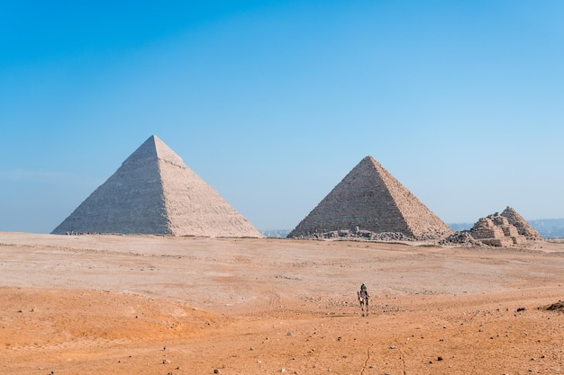 Pirámides con un camello caminando en el desierto de El Cairo Egipto