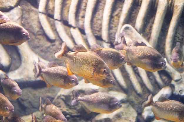 Foto piraña de cerca en el acuario pygocentrus nattereri