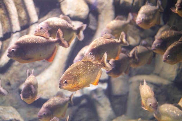 Piraña de cerca en el acuario pygocentrus nattereri