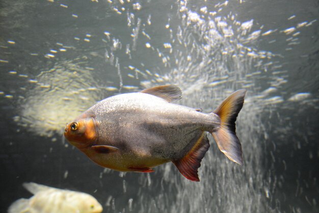 piraña plateada, nadando en el agua, primer plano