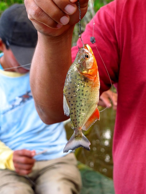 Piraña en el río Amazonas Perú América del Sur