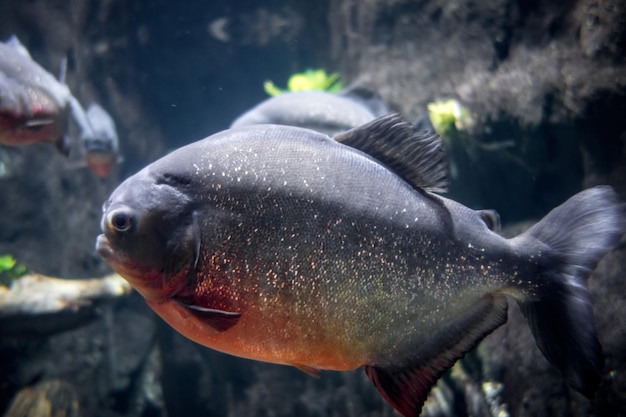 Piraña en un río