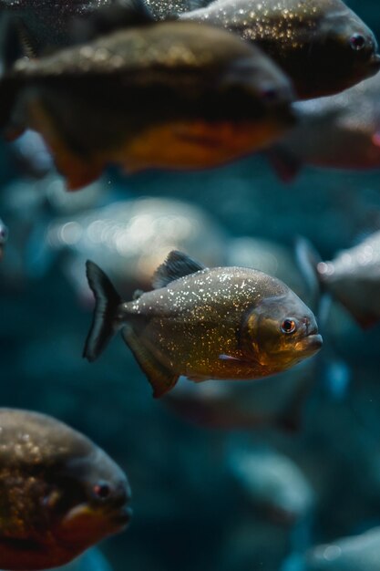 Foto piranha de barriga vermelha pygocentrus nattereri