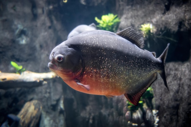 Piranha em um rio