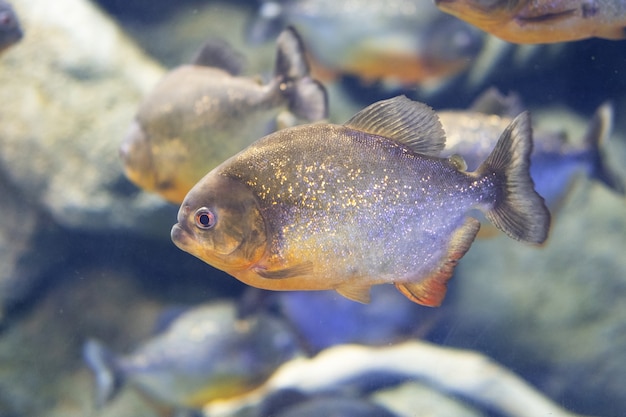 Piranha hautnah im Aquarium pygocentrus nattereri