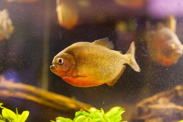 Piranha Serrasalmus nattereri nadando debaixo d'água no biótopo