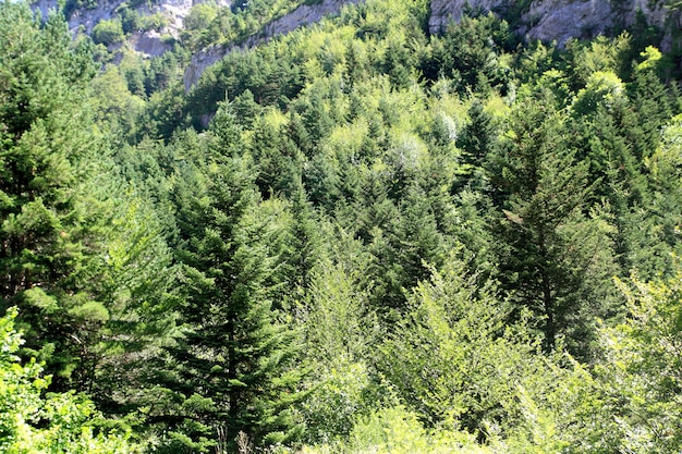 Pirineos árboles bosque montaña verano pintorescos