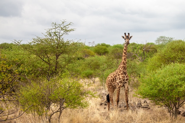 Pirschfahrt in Kenia, Giraffe beobachtet und steht