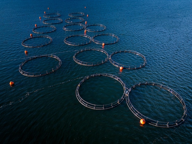 Piscifactoría de salmón en la vista aérea del río