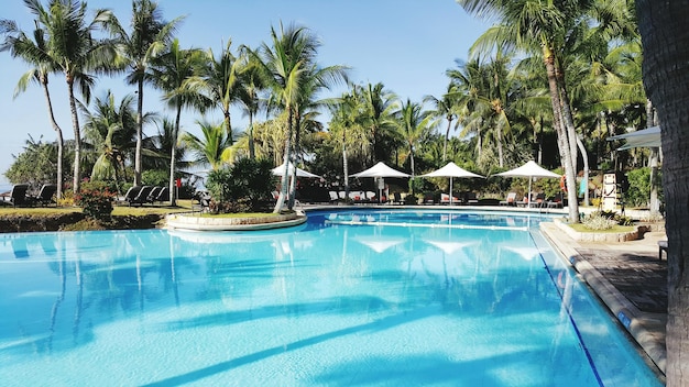 Piscina com reflexo de palmeiras durante o dia ensolarado