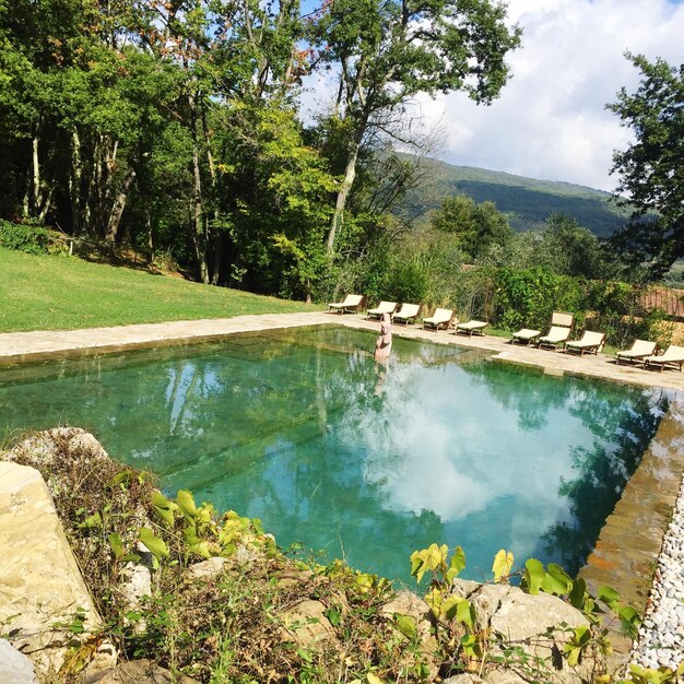 Piscina contra los árboles en un día soleado