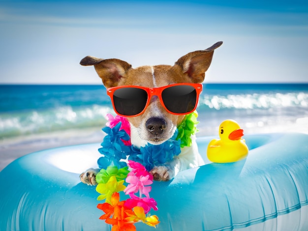 Foto piscina de verão moda animal de estimação cachorrinho gatinho