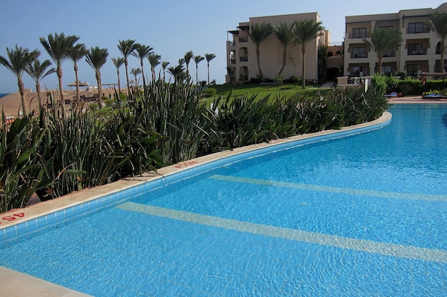 Piscina e muitas aves do paraíso no Egito