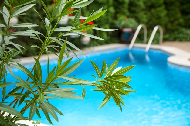 Piscina y hojas