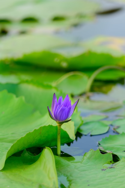 La piscina de loto púrpura está en la piscina del jardín.