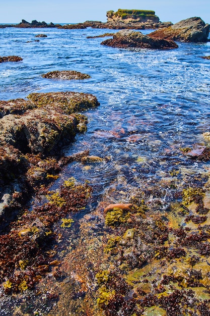 Piscinas de maré oceânicas com algas e folhas verdes