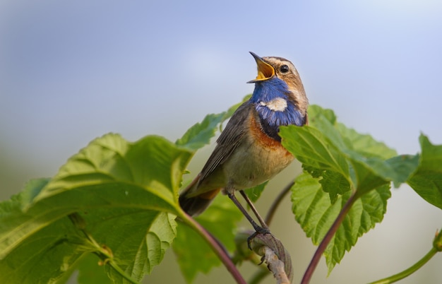 Pisco de peito azul canta pela manhã sentado em uma planta