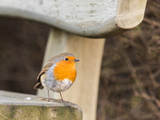 Pisco de peito vermelho europeu, Erithacus rubecula, sentado em um banco no inverno