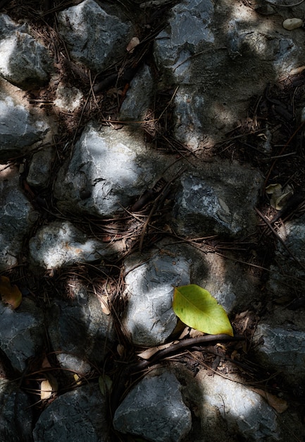 Piso de roca bajo la sombra de un árbol en un día soleado