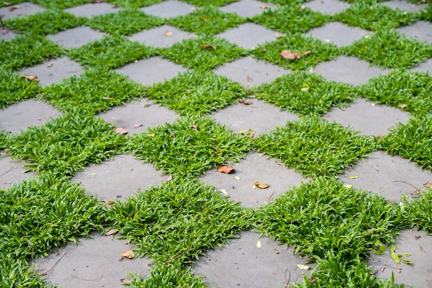 piso verde en el patio trasero