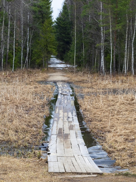 Pisos de madera en un camino inundado por el agua alta de la nieve que se derrite Camine a lo largo del ecotropo en el bosque o en el pantano y el lago