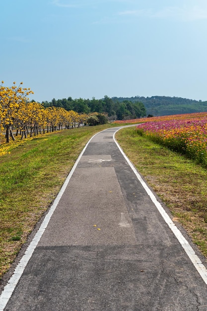 Pista de bicicletas con símbolo de bicicleta sobre asfalto entre el jardín de flores