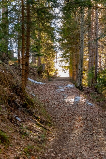 pista de bosque nevado