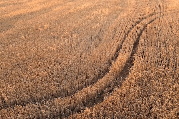 Pista curva entre un campo de trigo con fondo de verano de trigo maduro