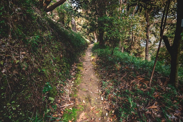 Foto pista de caminhada em uma floresta misteriosa calma entre árvores