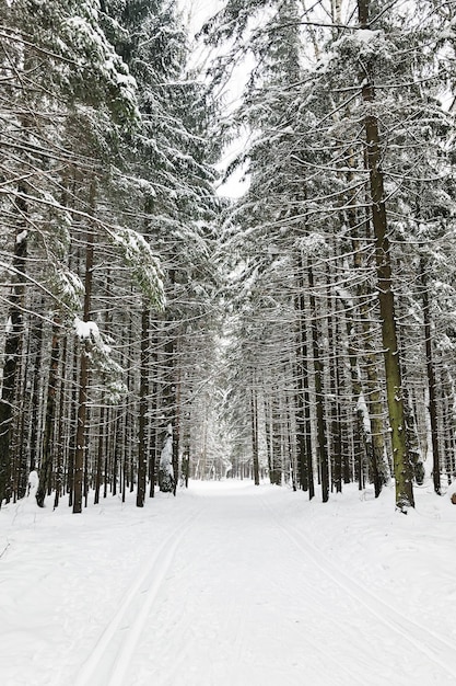 Pista de esqui entre abetos na floresta de inverno