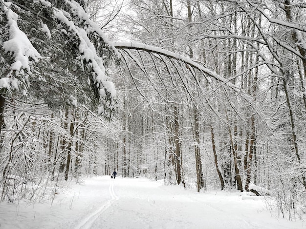 Pista de esqui na estrada coberta de neve na floresta de inverno